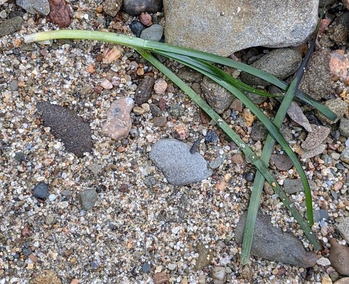 Eelgrass (Zostera marina)