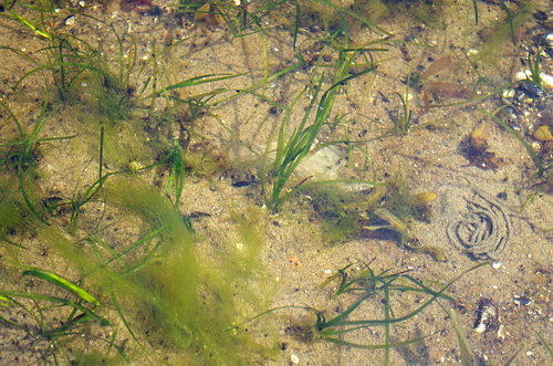 Eelgrass (Zostera marina)