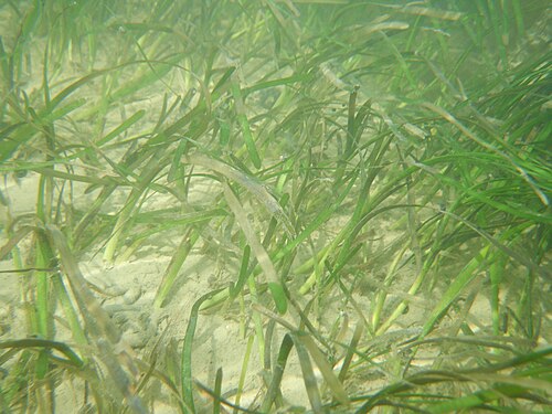 Eelgrass: The common eelgrass or seawrack - Zostera subg. Zostera marina Linnaeus, 1753 [1] Photograph taken in La Haute-Côte-Nord Regional County Municipality, Quebec, C