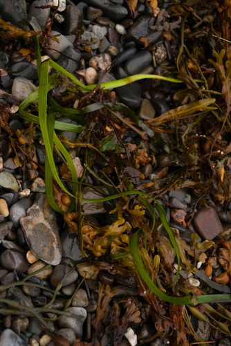 Eelgrass (Zostera marina)