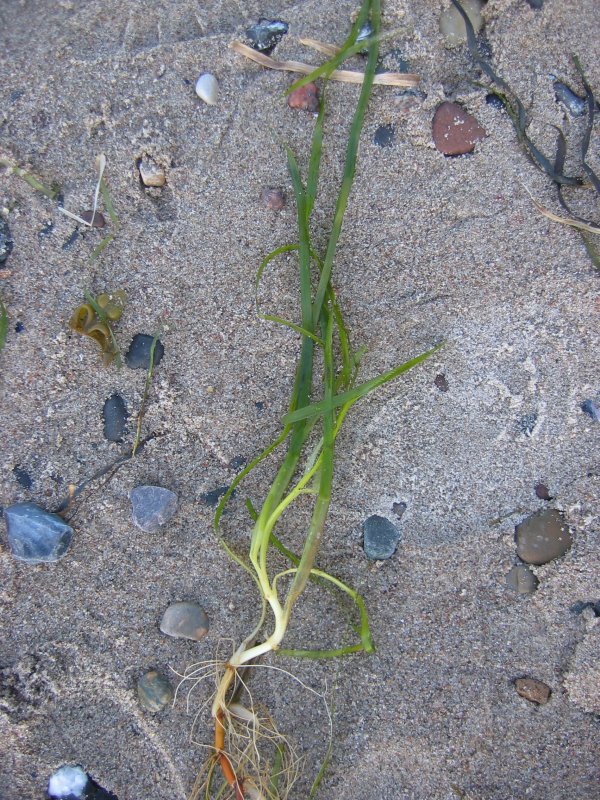 Eelgrass: Gewöhnliches Seegras Zostera marina , Stoltera Nähe Rostock