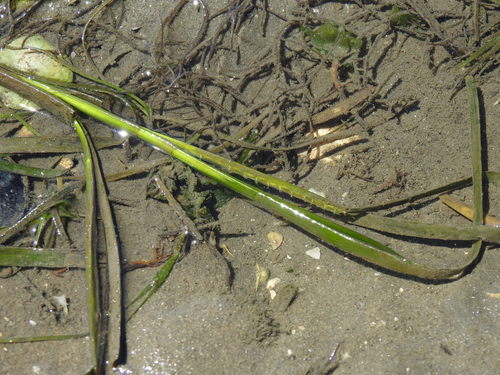 Eelgrass (Zostera marina)