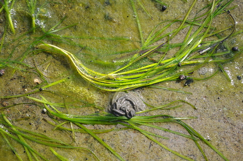 Eelgrass (Zostera marina)