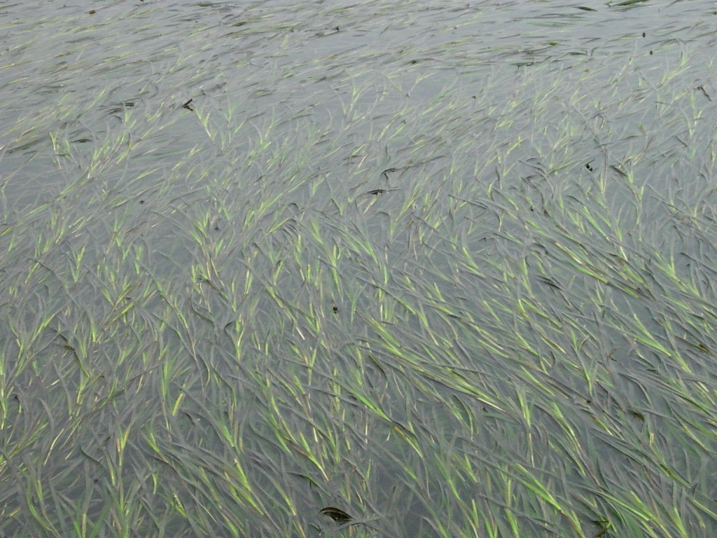 Eelgrass: Yu Ito, Hye Ryun Na, Seung Cho Lee, Sang Hwan Park, Hee Bak Choi and Hong-Keun Choi (2007) A brief survey of Korean Aquatic Plants. Bulletin of Water Plant Soci