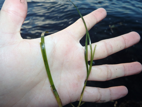 Eelgrass (Zostera marina)