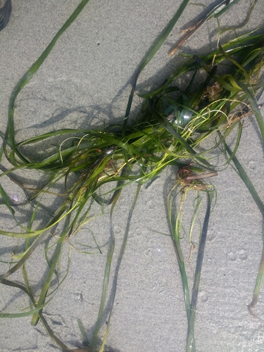 Eelgrass (Zostera marina)
