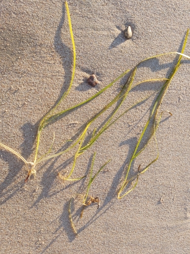 Eelgrass (Zostera marina)