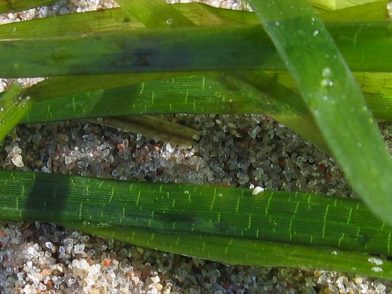 Eelgrass: Gewöhnliches Seegras Zostera marina , Stoltera Nähe Rostock