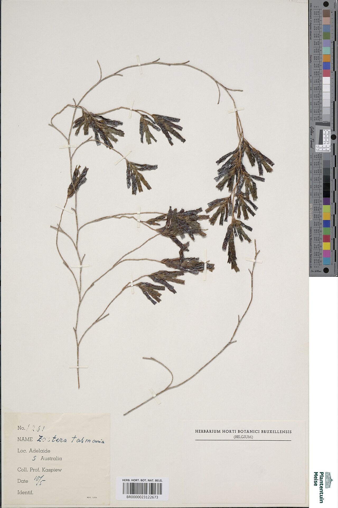 Species code: Zt: Image of herbarium specimen Zostera tasmanica M.Martens ex Asch. in the Meise Botanic Garden Herbarium