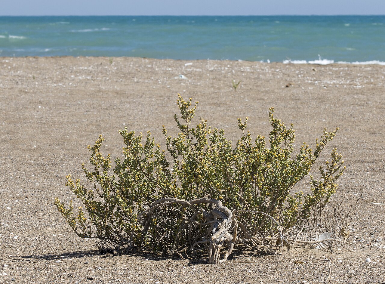 Zygophyllum album: Zygophyllum album at the beach in Delta Göksu in Taşucu - Silifke, Mersin - Turkey.