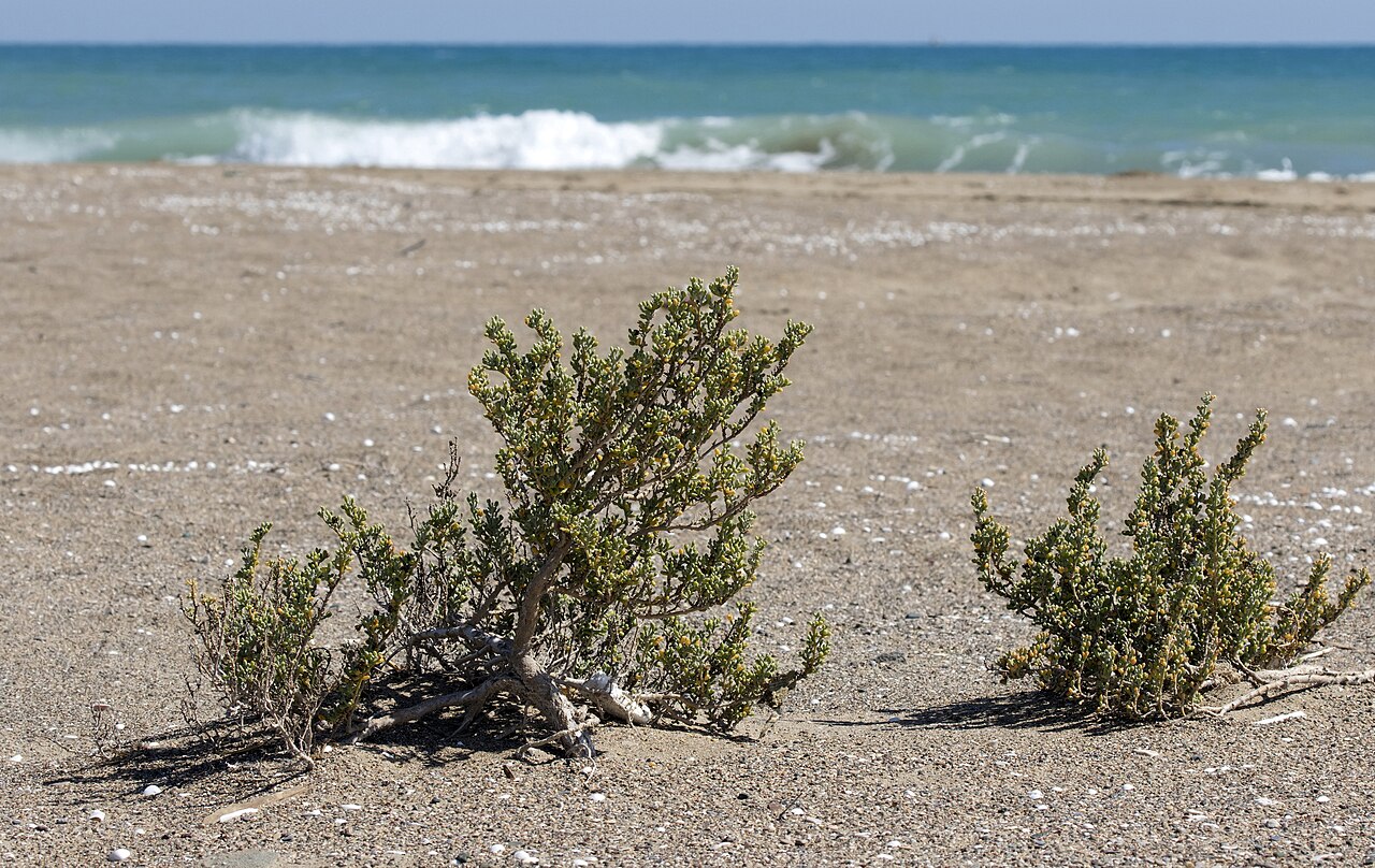 Zygophyllum album: Zygophyllum album at the beach in Delta Göksu in Taşucu - Silifke, Mersin - Turkey.
