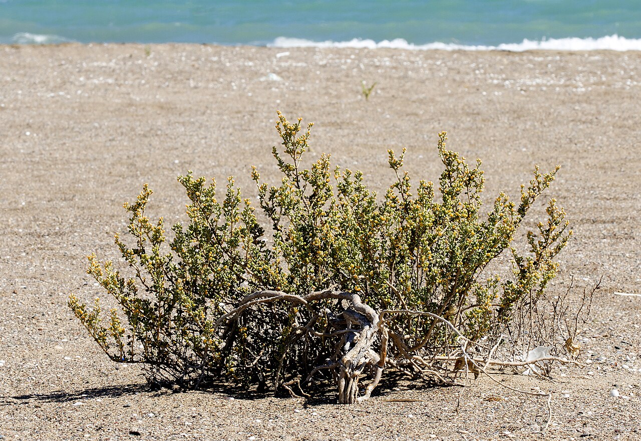 Zygophyllum album: Zygophyllum album at the beach in Delta Göksu in Taşucu - Silifke, Mersin - Turkey.