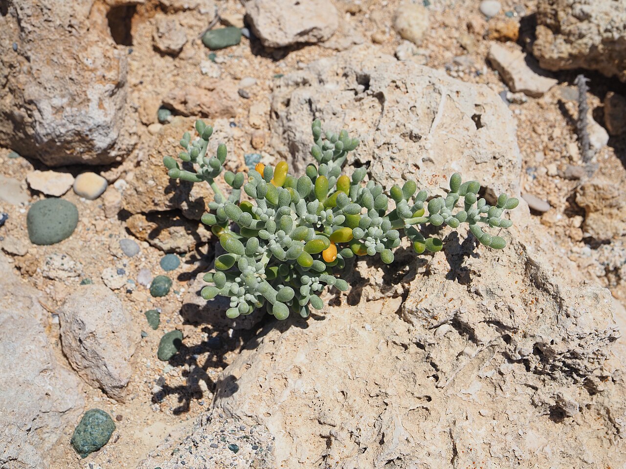 Zygophyllum album: This is a photograph of a Natura 2000 protected area with ID