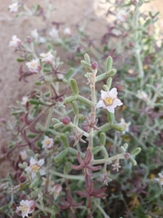 Zygophyllum cornutum (Zygophyllum cornutum)