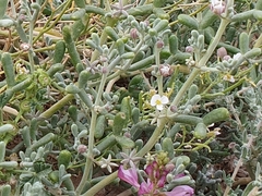 Zygophyllum cornutum (Zygophyllum cornutum)