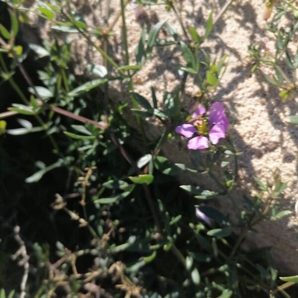 Zygophyllum creticum (Zygophyllum creticum)
