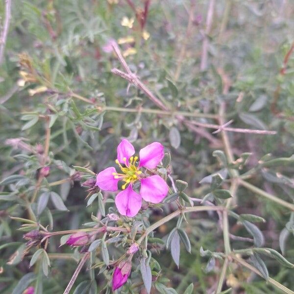 Zygophyllum creticum (Zygophyllum creticum)