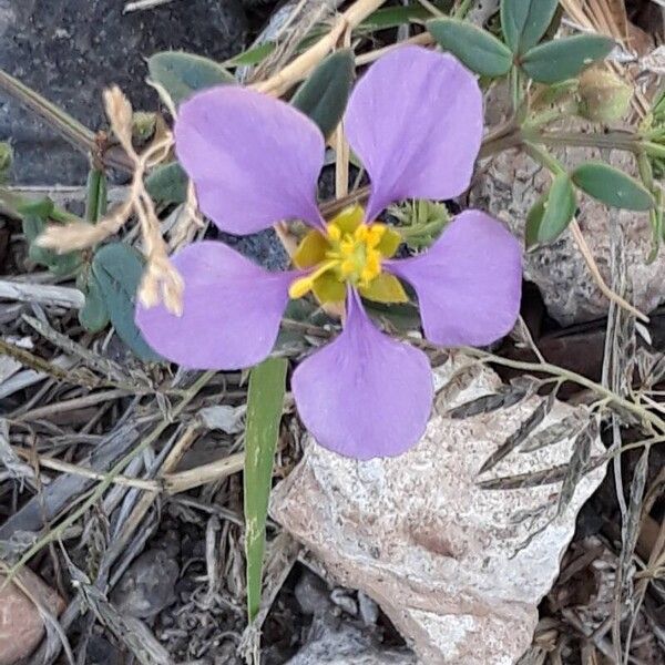 Zygophyllum creticum (Zygophyllum creticum)