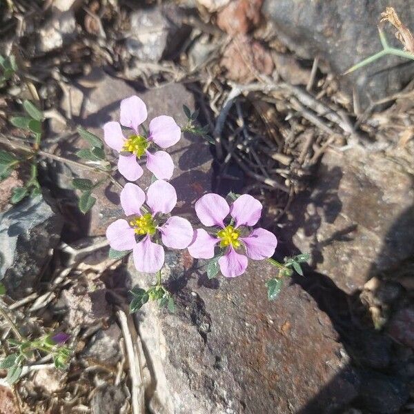 Zygophyllum creticum (Zygophyllum creticum)