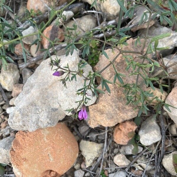 Zygophyllum creticum (Zygophyllum creticum)