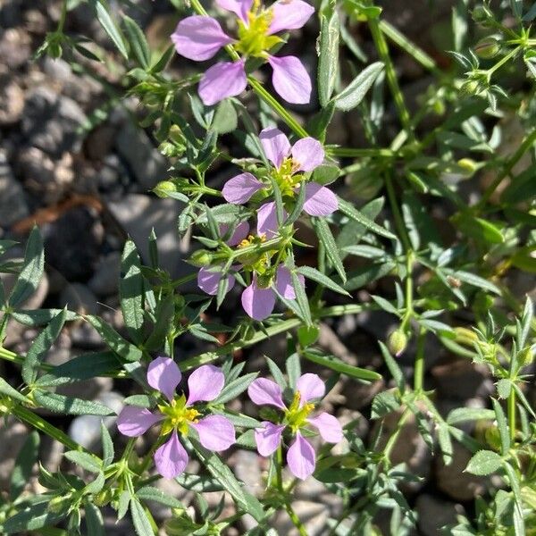 Zygophyllum creticum (Zygophyllum creticum)