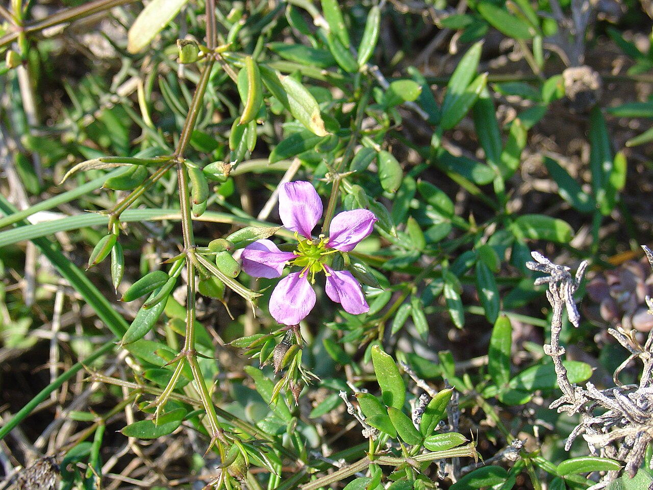 Zygophyllum creticum: Fagonia cretica from Cabo de Palos (Cartagena, Spain).