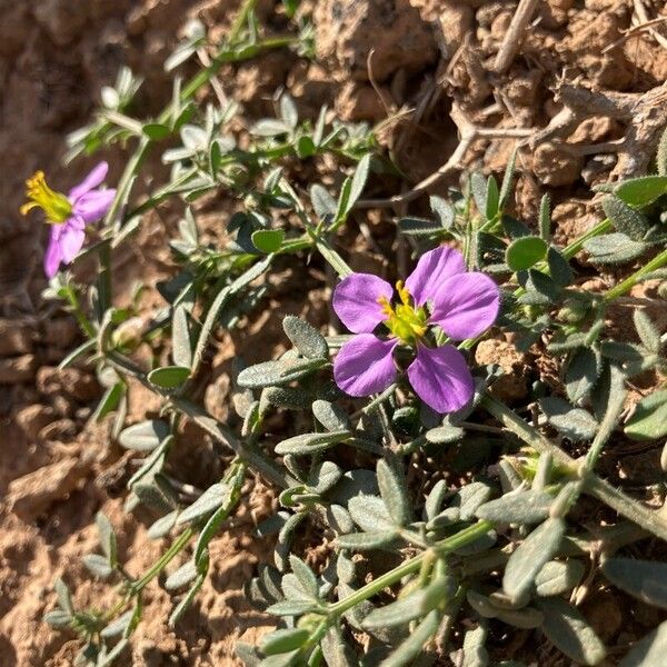 Zygophyllum creticum (Zygophyllum creticum)