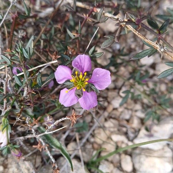 Zygophyllum creticum (Zygophyllum creticum)