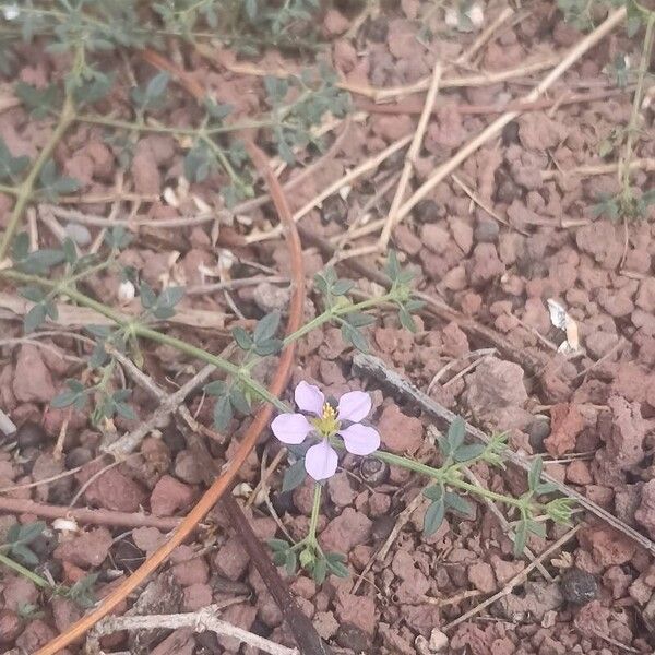 Zygophyllum creticum (Zygophyllum creticum)