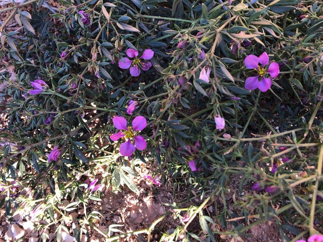 Zygophyllum creticum (Zygophyllum creticum)