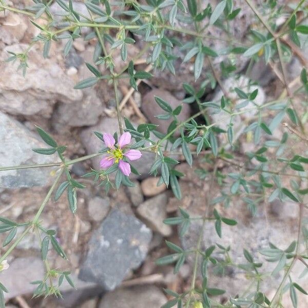 Zygophyllum creticum (Zygophyllum creticum)
