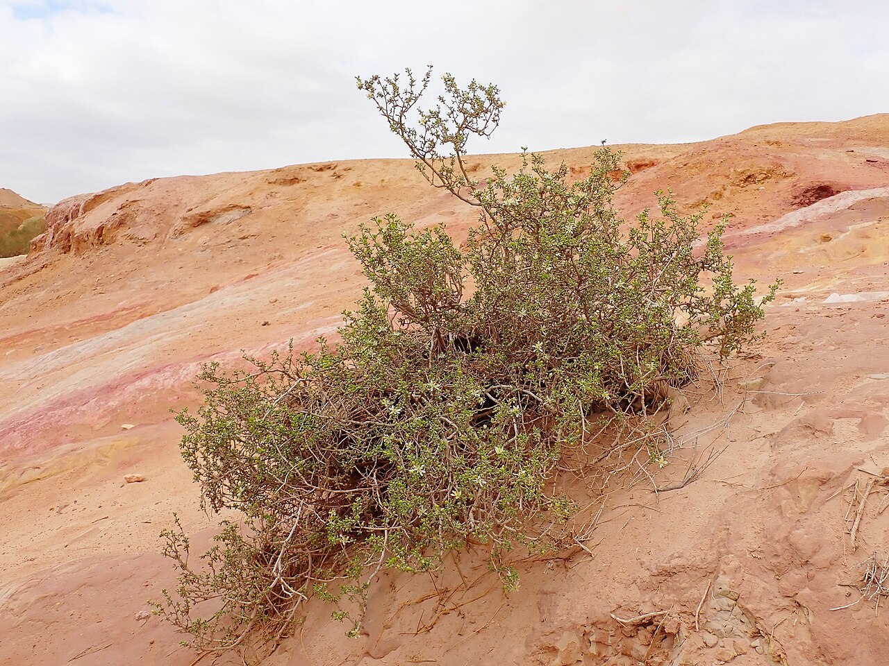 Zygophyllum dumosum: Zygophyllum dumosum in Kholot Tsivoniyim E from Yeruham, Israel