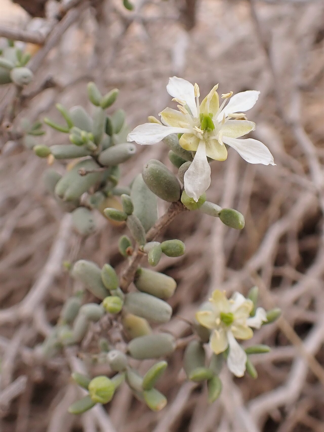 Zygophyllum dumosum: Zygophyllum dumosum in Kholot Tsivoniyim E from Yeruham, Israel