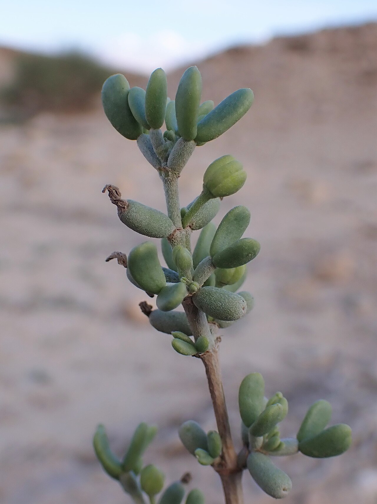 Zygophyllum dumosum: Zygophyllum dumosum at Wadi Metzada in Judean Desert, Israel