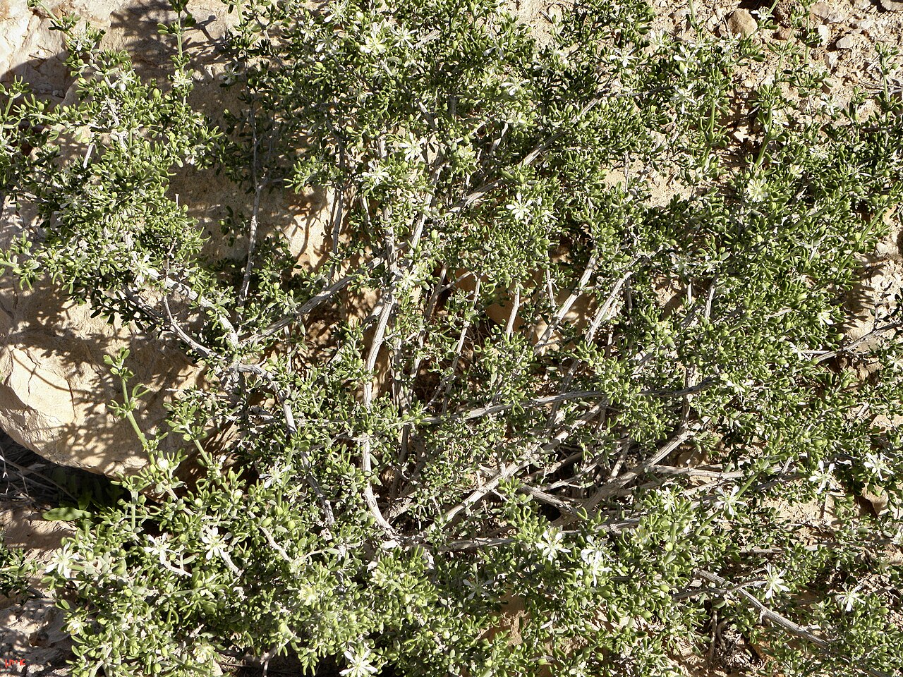 Zygophyllum dumosum: Zygophyllum dumosum, Negev זוגן השיח, שיבטה
