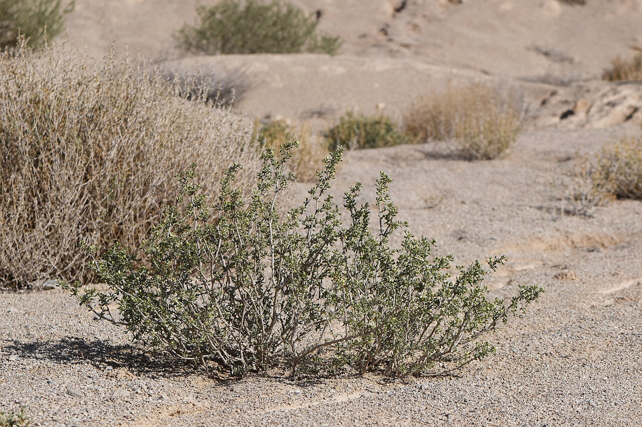 Zygophyllum dumosum: Zygophyllum dumosum in Mazad Tamar, Israel