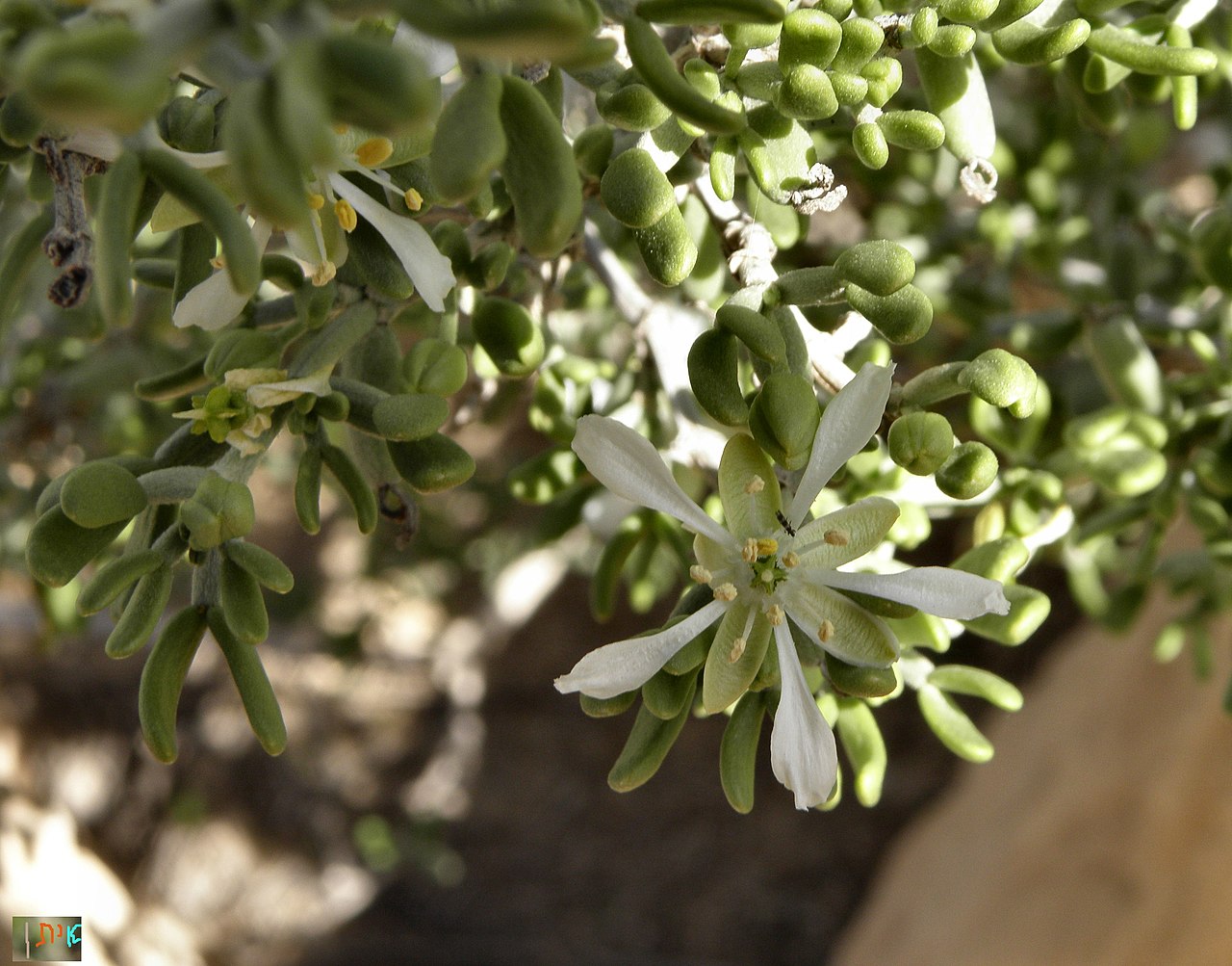 Zygophyllum dumosum: Zygophyllum dumosum, Negev זוגן השיח, שיבטה