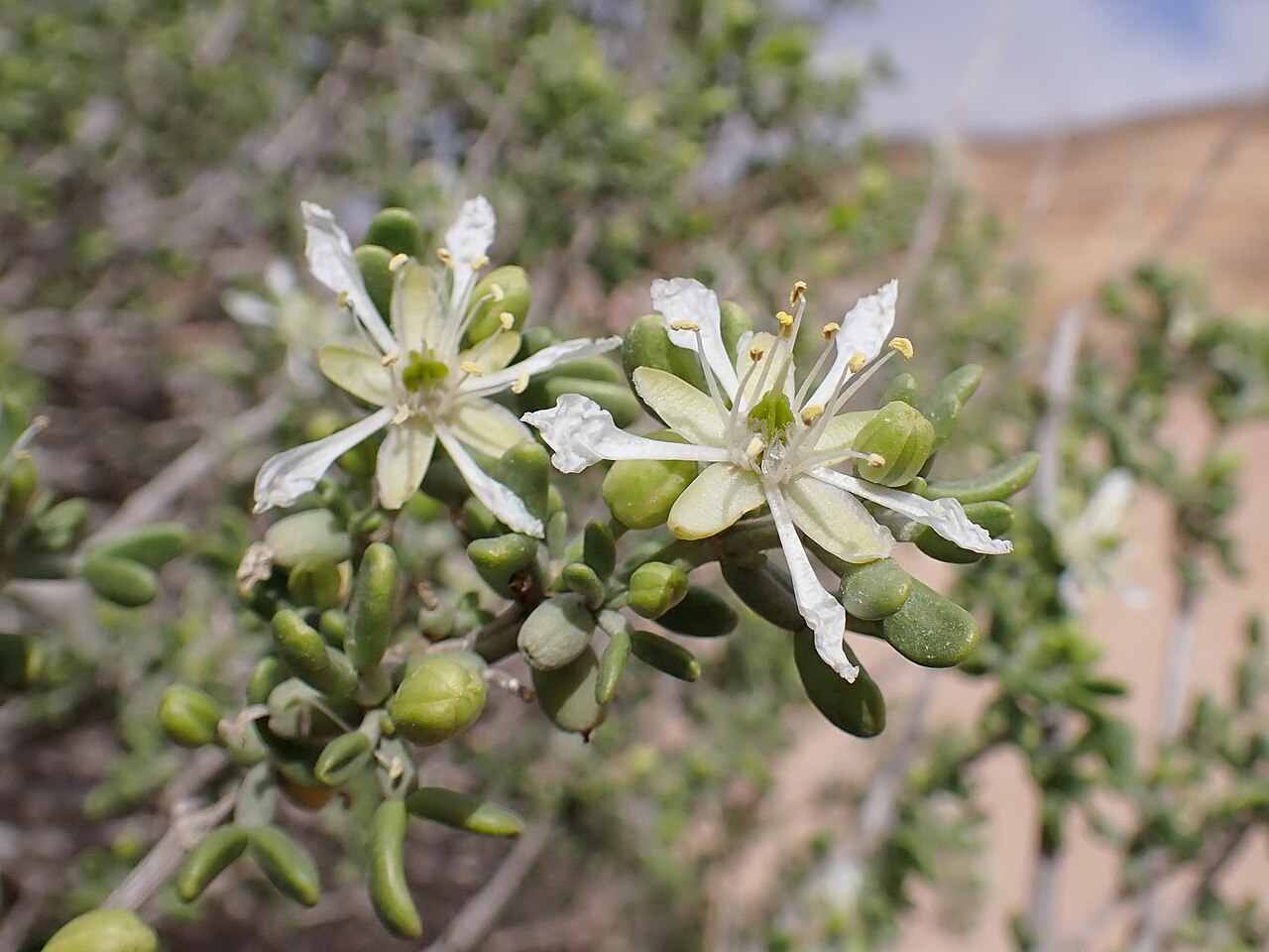 Zygophyllum dumosum: Zygophyllum dumosum in Kholot Tsivoniyim E from Yeruham, Israel