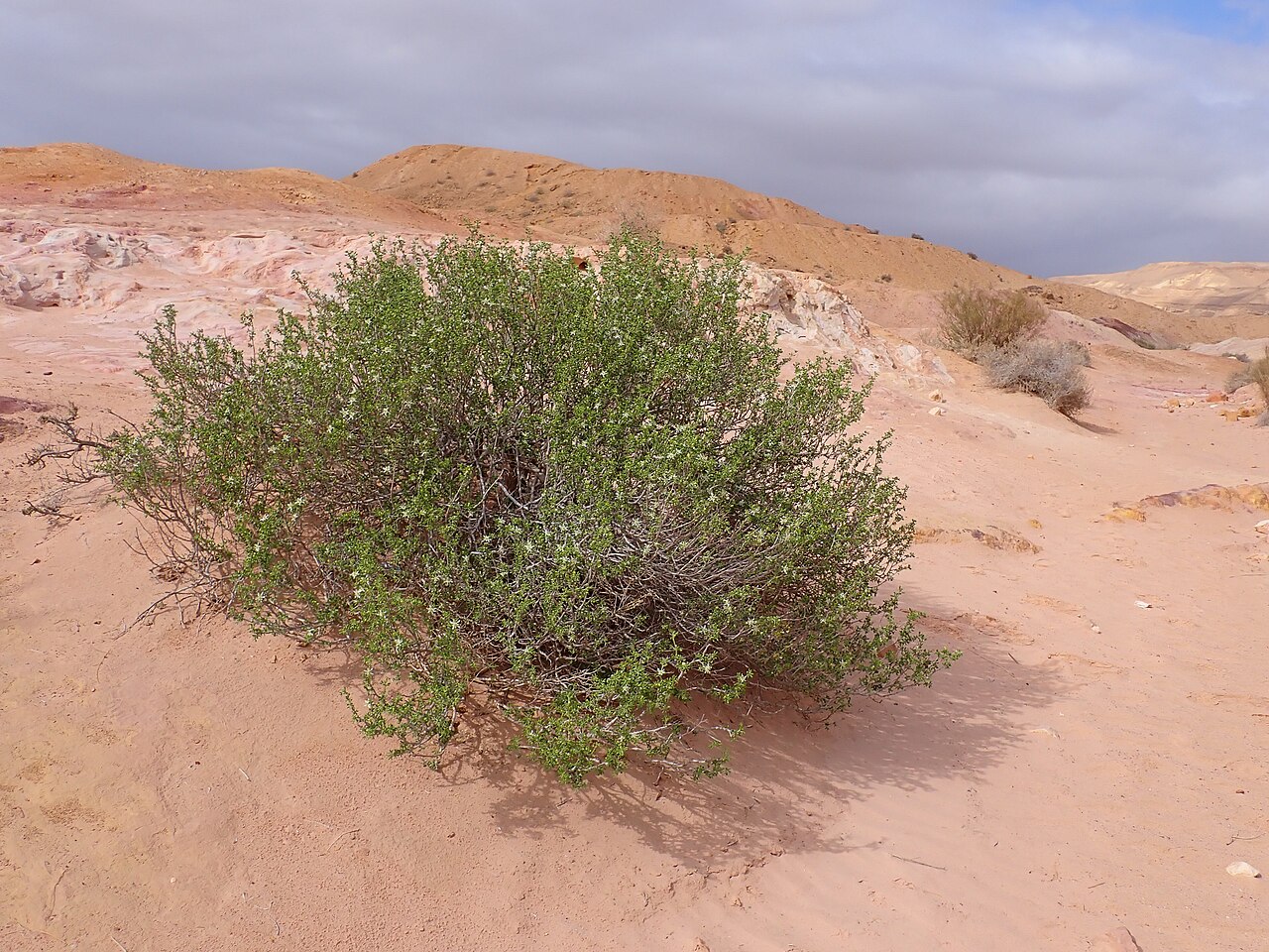 Zygophyllum dumosum: Zygophyllum dumosum in Kholot Tsivoniyim E from Yeruham, Israel