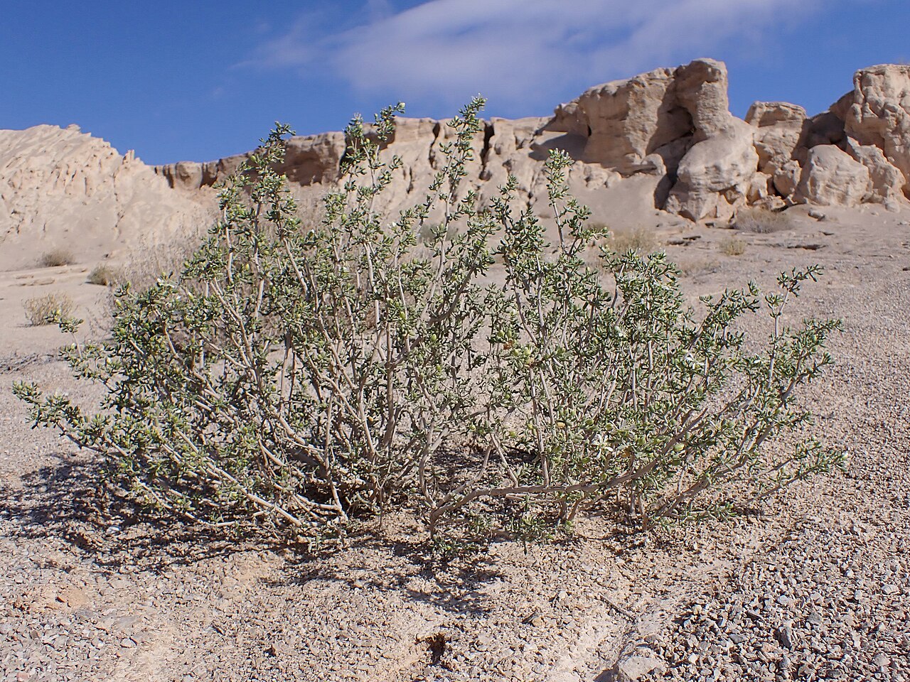 Zygophyllum dumosum: Zygophyllum dumosum in Mazad Tamar, Israel