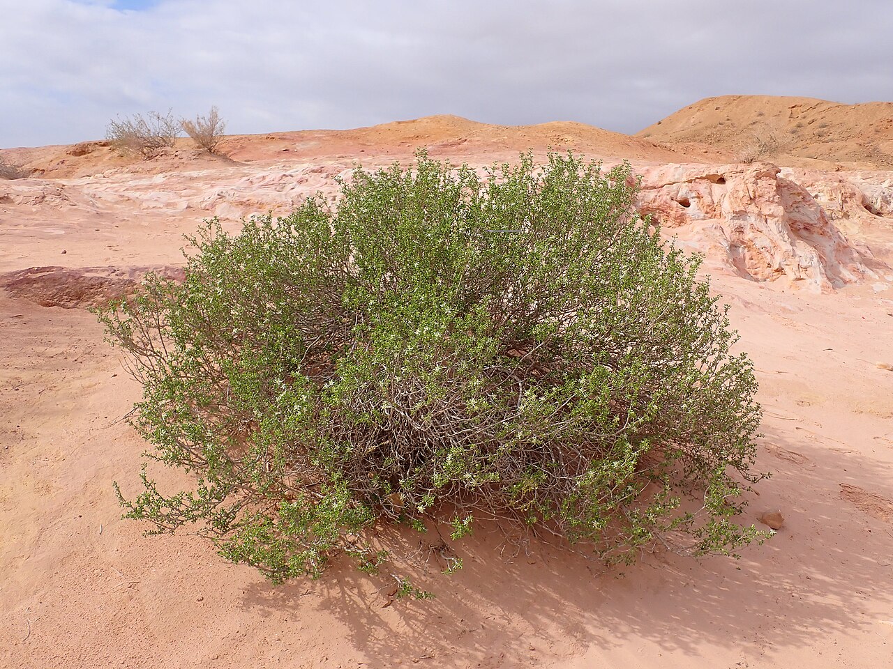 Zygophyllum dumosum: Zygophyllum dumosum in Kholot Tsivoniyim E from Yeruham, Israel