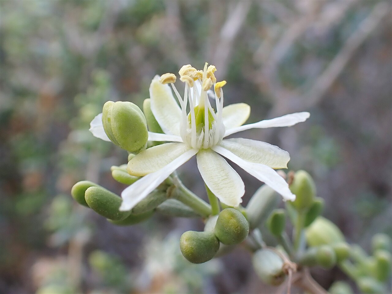 Zygophyllum dumosum: Zygophyllum dumosum at Ben Yair Mt near Masada, Israel