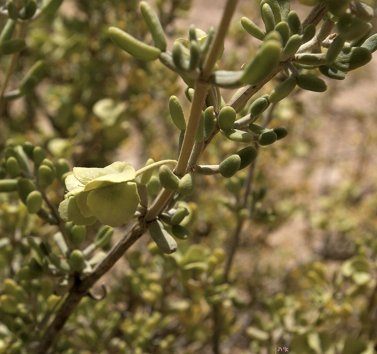 Zygophyllum dumosum: Zygophyllum dumosum - fruit; HaMakhtesh HaGadol, Negev זוגן השיח - פרי, המכתש הגדול