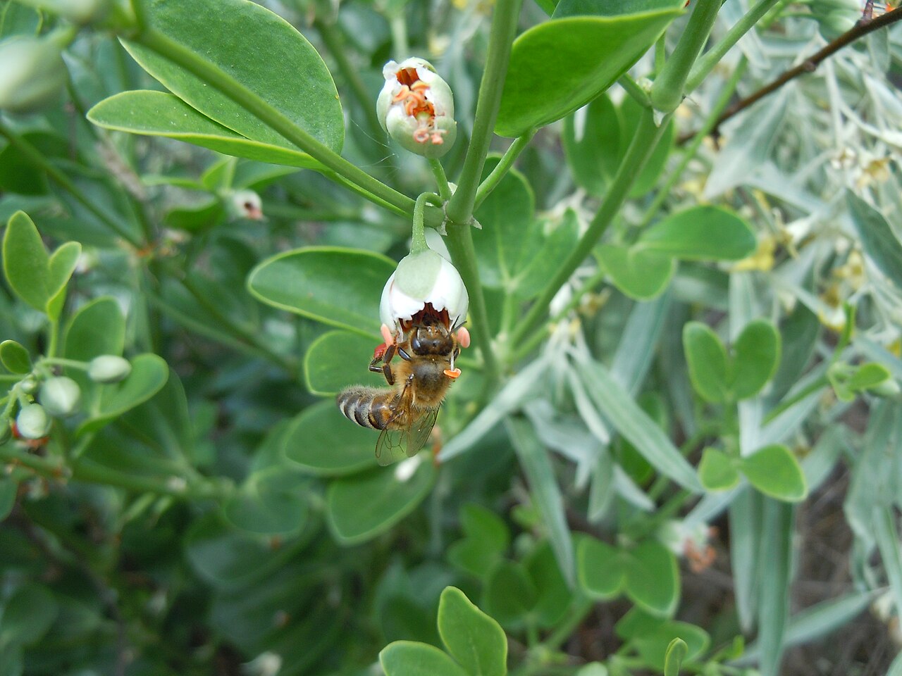Syrian beancaper: A bee on the flower of the Syrian bean-caper ( Zygophyllum fabago ). The coastal slopes of the Hryhorivsky Estuary , Odessa Oblast , Ukraine