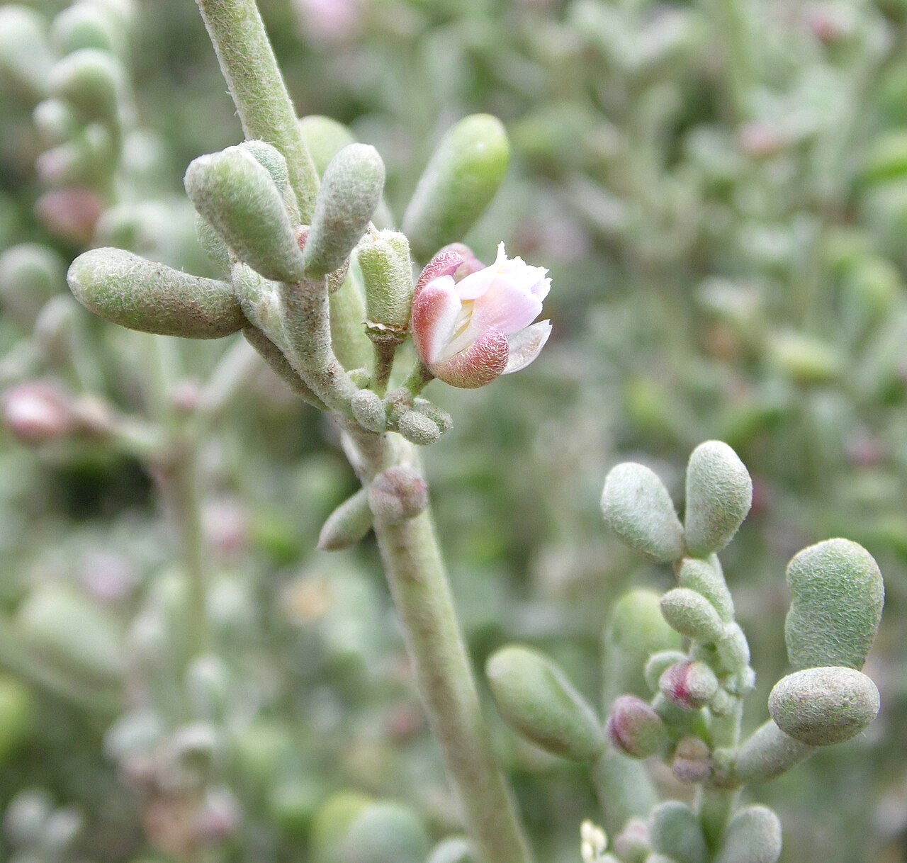Zygophyllum gaetulum: Tetraena gaetula subsp. waterlotii in Pozo de Izquierdo on Gran Canaria