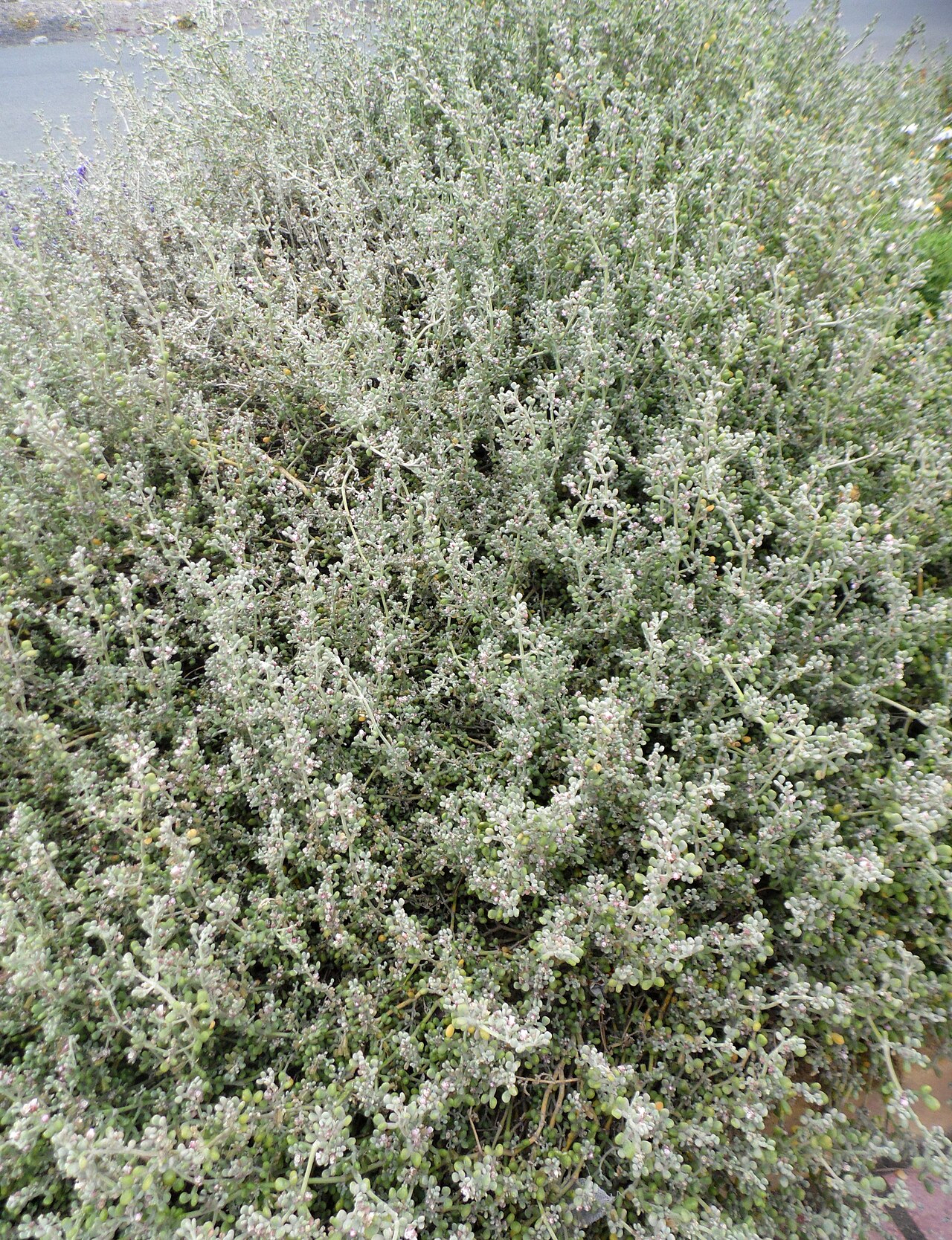 Zygophyllum gaetulum: Tetraena gaetula subsp. waterlotii in Pozo de Izquierdo on Gran Canaria