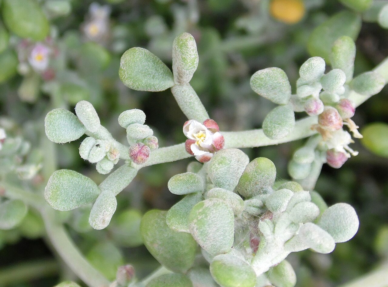 Zygophyllum gaetulum: Tetraena gaetula subsp. waterlotii in Pozo de Izquierdo on Gran Canaria