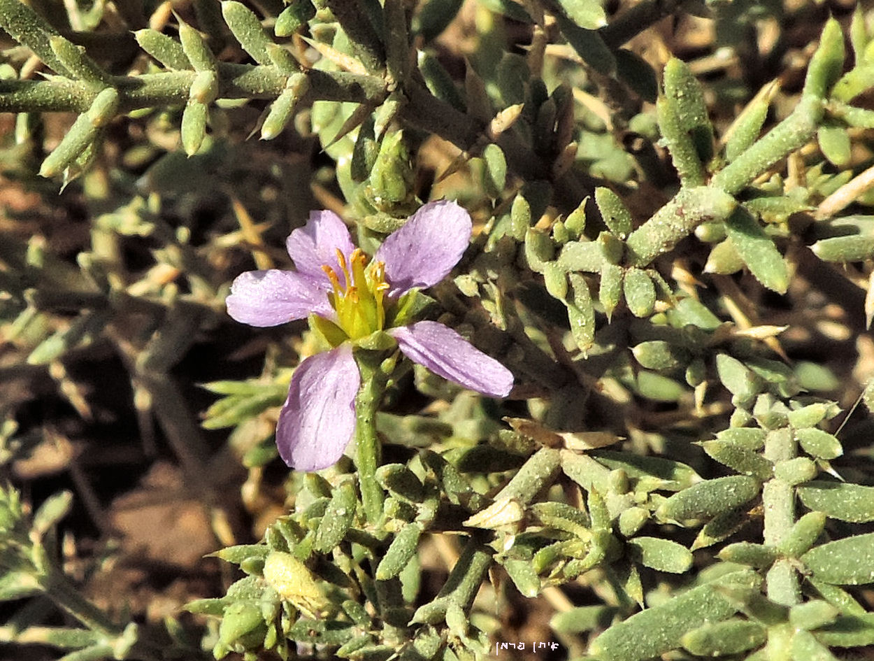 Zygophyllum glutinosum: Fagonia glutinosa - Timna פגוניה דביקה, ליד עמודי שלמה