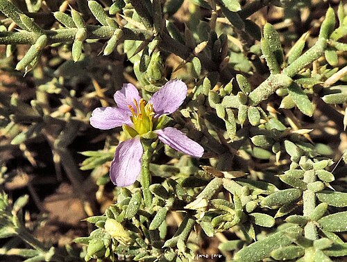 Zygophyllum glutinosum: Fagonia glutinosa - Timna פגוניה דביקה, ליד עמודי שלמה