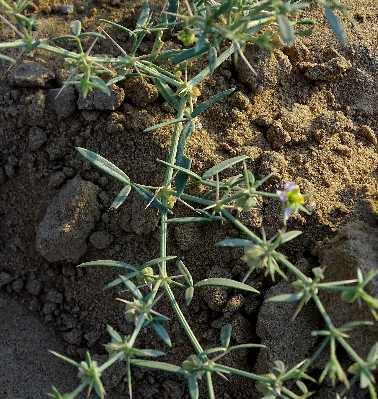 Zygophyllum indicum: Fagonia indica(Indian Fagonbush) seen in Jaisalmer Desert national park.